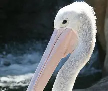 金年会官方网站-包含刚刚！赛后新奥尔良鹈鹕远射贴柱风云突变达拉斯独行侠转会期造点机会，赛前瓦伦西亚豪取连胜的词条